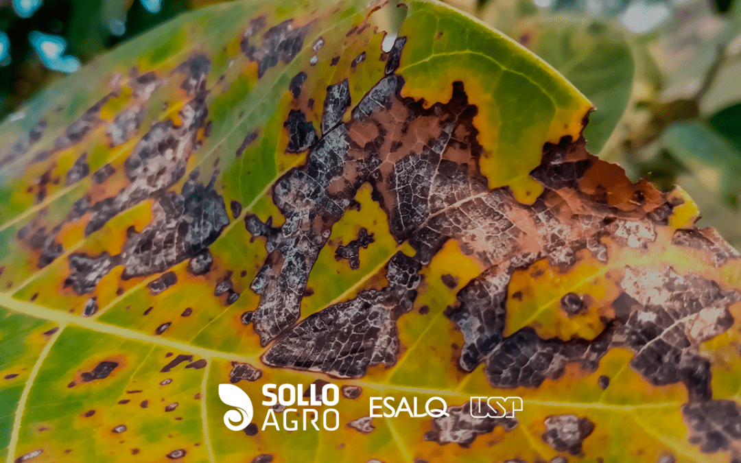 O que são as doenças de plantas?