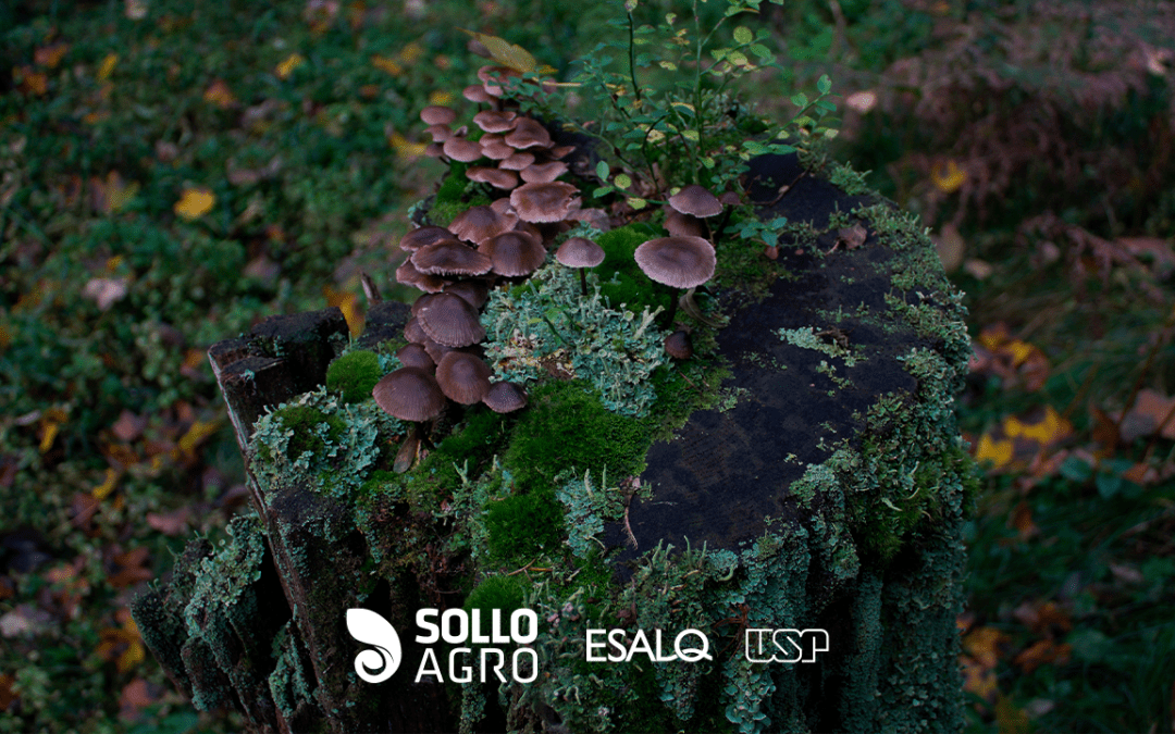 Simbiose: Micorrizas e Rizóbios para uma Agricultura Sustentável