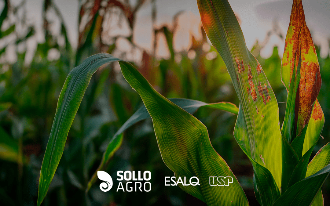 Saiba mais sobre o enfezamento do milho