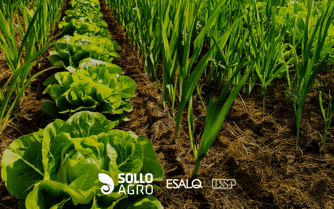 Consórcio de Culturas em Sistemas Integrados