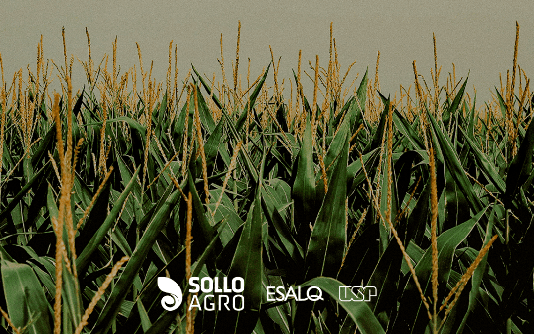 Milho: da domesticação à produção global