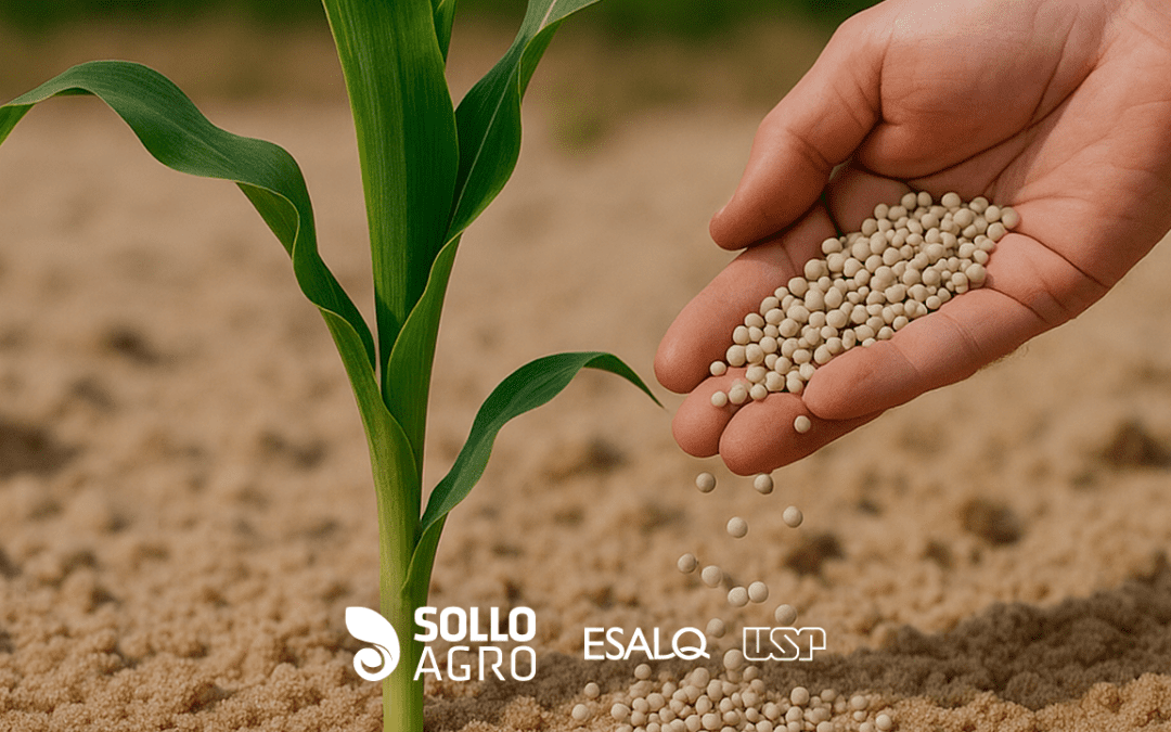 Dinâmica do fósforo em solo arenoso: desafios no manejo de fertilizantes