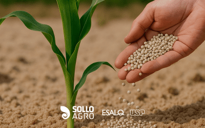 Dinâmica do fósforo em solo arenoso: desafios no manejo de fertilizantes