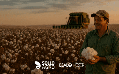 Como o Brasil se tornou referência mundial em qualidade e eficiência produtiva do algodão?