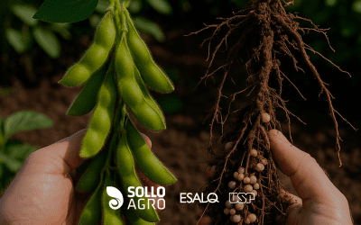 Coinoculação em soja: fundamentos, avanços e importância para altas produtividades