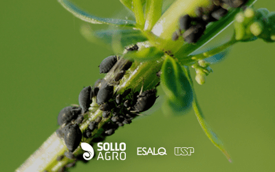 Fitossanidade inteligente: como blindar sua lavoura 