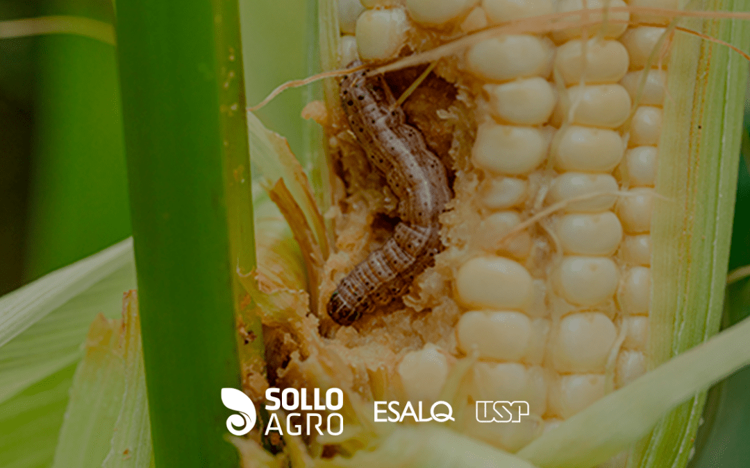 Manejo da resistência: 4 fundamentos da fitossanidade