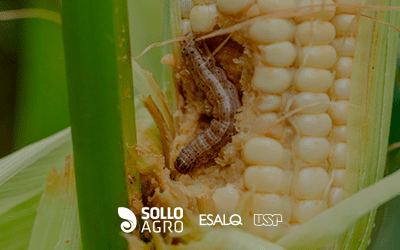 Manejo da resistência: 4 fundamentos da fitossanidade