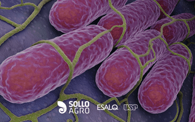 Chromobacterium: microrganismo multifuncional para bioinsumos agrícolas